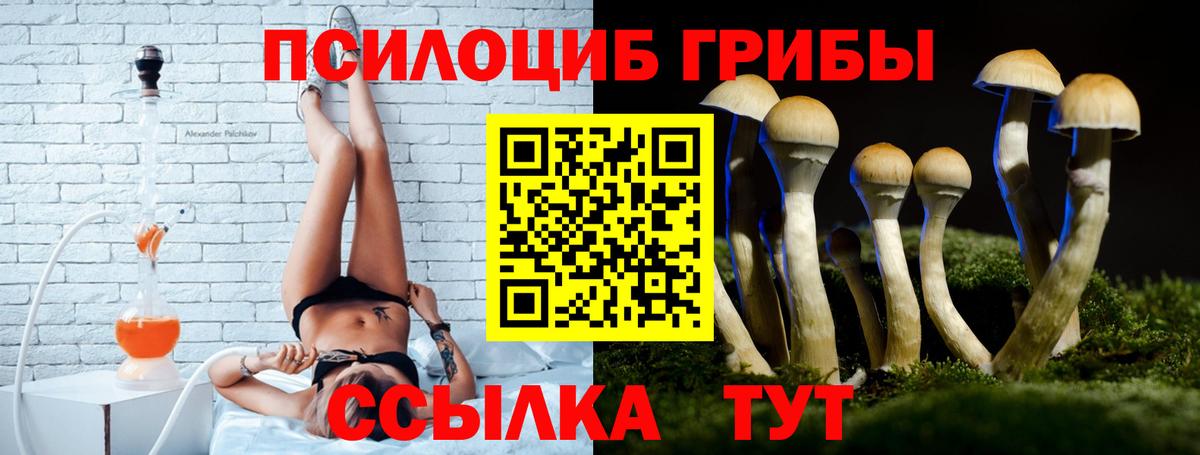 Галлюциногенные грибы Psilocybe Ессентуки